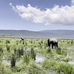 Elephants enjoying the food provided by the rich vegetation in the Ngorongoro Crater