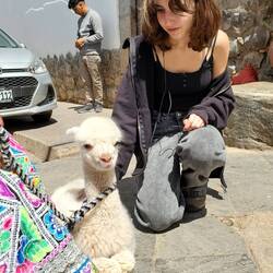 Took a lot of willpower to not kidnap this alpaca