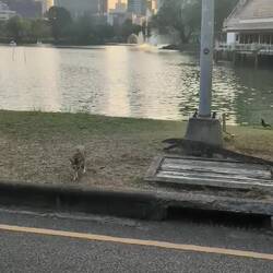 Monitor lizard meets cat