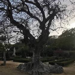 Leider sehen die meisten dieser faszinierenden Bäume von der Trockenheit mitgenommen aus.