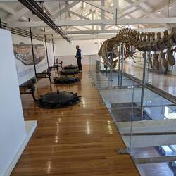A whale skeleton