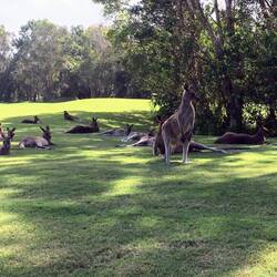 More kangaroos