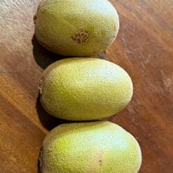 Die kleine gelbe Kiwi hier, ist so groß wie eine Grüne in DE