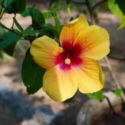 Statt Durchfallbildern eine Blume