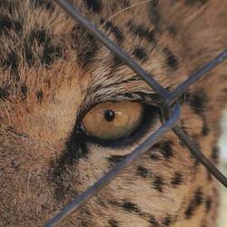 Das Auge des Leoparden