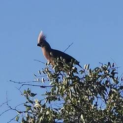 Go-Away-Bird