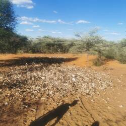 Tierabfall für Geier, Schakale, etc