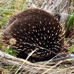 Echidna
