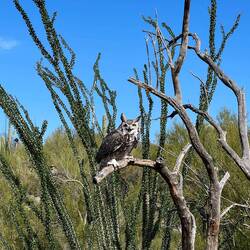 Great Horned Owl