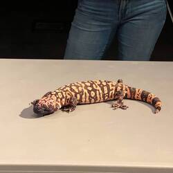 Gila Monster, a very large and poisonous lizard