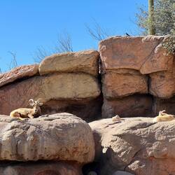 Desert big horn sheep