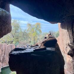 Mountain Lion / Puma