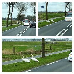 Mutiges Schwanenpaar