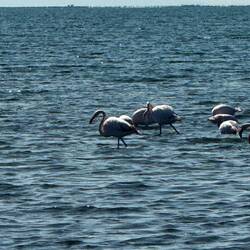 Flamingos