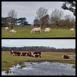 Die grasen unweit von Renesse!