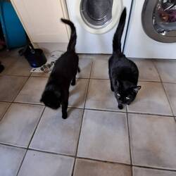Kitty and Tiddles