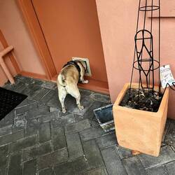 Bosley trying to get to the cat food!