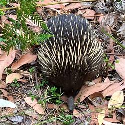 Lucky enough to see an echina close up