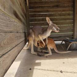 Känguru Babys bleiben bis 8 Monate im Beutel ihrer Mama