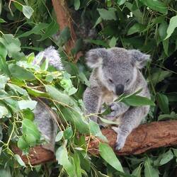 Sie essen auschliesslich Eukalyptusblätter und Rinde dieser Bäume