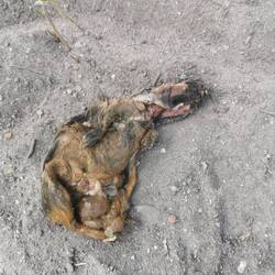 Das arme Meerschwein