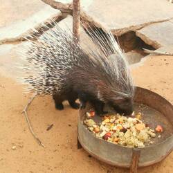 Stachelschweinfütterung