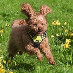 Tiggy was happy to get off the lead after walking the walls