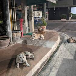 Street dogs, I wanna pet them aaall but they couldn't care less