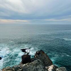 Besonders schön anzusehen waren wieder..