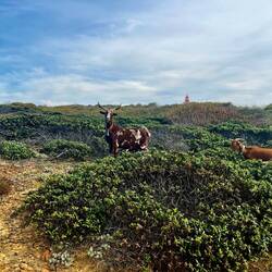 ..seine Ziegenherde..
