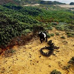 ..inklusive Nachwuchs herum.