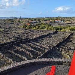 Hundreds of little 'corrals' for grape vines