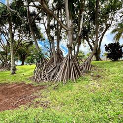 Trees that inspired the hila skirt. I just made that up.