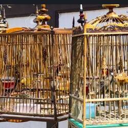 Hier frage ich mich, was die kleinen Vögelchen in den kleinen Käfigen tun? 🤔