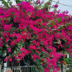 Die Bougainvillea gegenüber von Poms Haus steht nun in voller Blüte