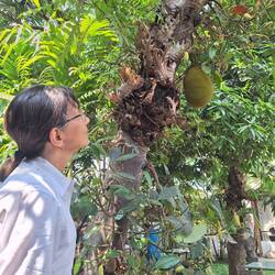 First look at a Durian (Jackfruit), hanging from the trunk of a large tree