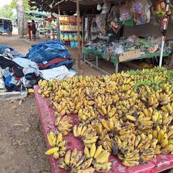 Bananas here are about 4 inches long and every family has a couple of trees in the backyard