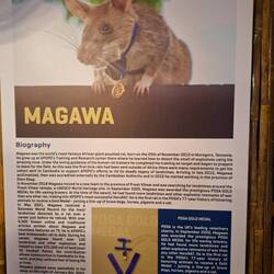 Gold Medal Hero Rat Magawa