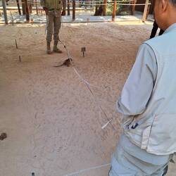 At work! They are blind but great noses!!