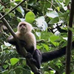 Kapuzineräffchen - alles andere als süß