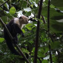 Kleinsten Affen, dafür am aggressivsten😅
