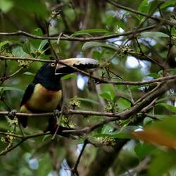 Zum Ausgleich gibt's da noch schnell ein paar friedliche Tukane 😊
