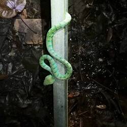Green Pit Viper