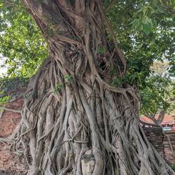 Buddha head in tree roots