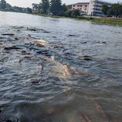Catfish feeding frenzy