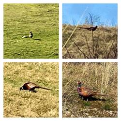 Fasane auf Schiermonnikoog