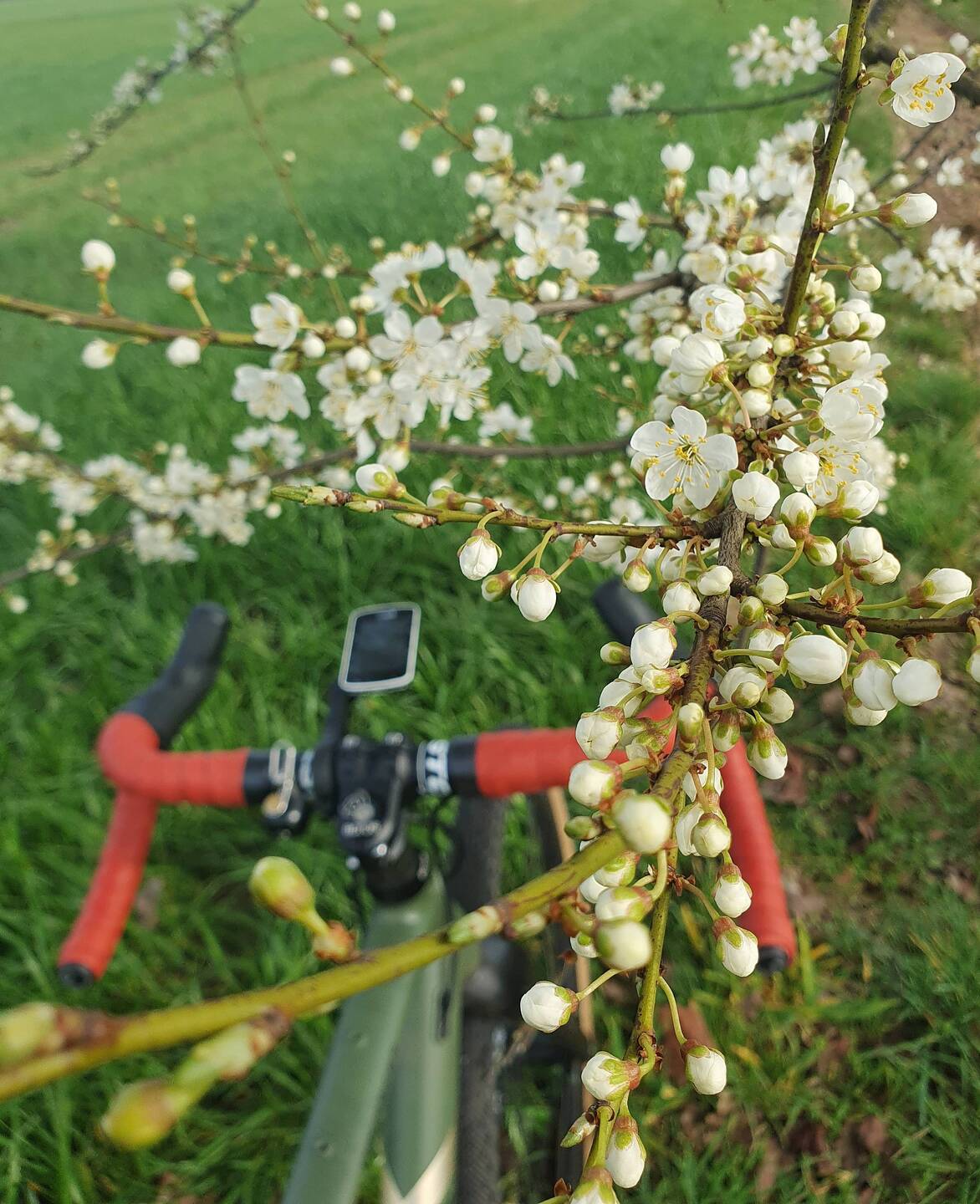 🌸🌳 Apfelblüte 🍎