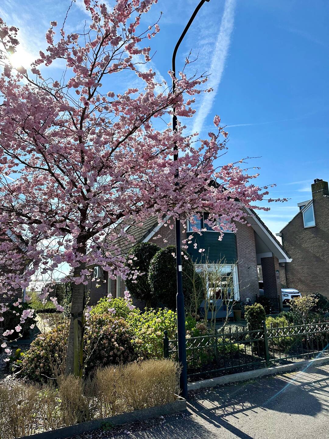 Blossoms on Amstelkade