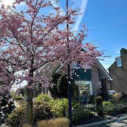 Blossoms on Amstelkade