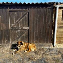 ..mit älteren Hunden -